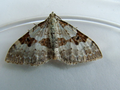 Silver-ground Carpet